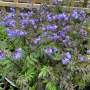 Polemonium Heaven Scent