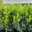 Prunus laurocerasus Bonaparte