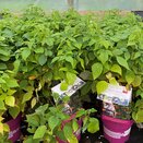 Raspberry Rubus idaeus 'Lucky Berry'®