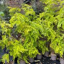 Robinia pseudoacasia Frisia