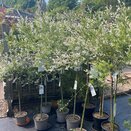 Salix int. 'Hakuro-Nishiki' 5 litre Top grafted at 100 cm 7.5 litre pot