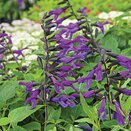 Salvia Amistad