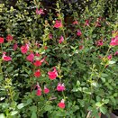 Salvia Hot Lips