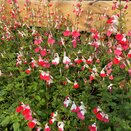 Salvia microphylla 'Hotlips'
