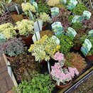 Sedum in varieties