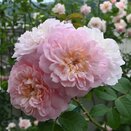 Shrub Rose Elizabeth by David Austin