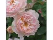 Shrub Rose Gentle Hermione by David Austin