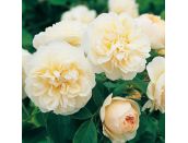 Shrub Rose Lichfield Angel by David Austin