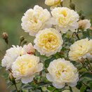 Shrub Rose Nye Bevan by David Austin