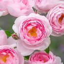 Shrub Rose Scepter'd Isle by David Austin