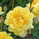 Shrub Rose The Poet's Wife by David Austin