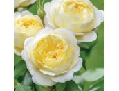 Shrub Rose Vanessa Bell by David Austin