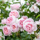 Shrub Rose Wildeve by David Austin