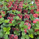 Strawberry Albion (Everbearer)