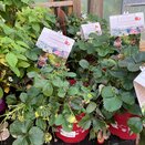 Strawberry Fragaria 'Lucky Berry' ® CAC