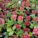 Strawberry Sweetheart