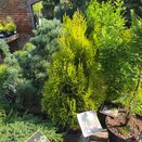 Thuja occ. Golden Smaragd