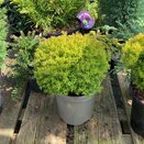 Thuja occidentalis Anniek 1 litre pot