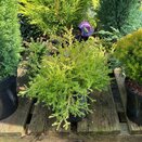 Thuja occidentalis Fire Chief