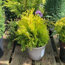Thuja occidentalis Yellow Diamond
