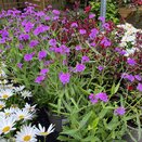 Verbena rigida