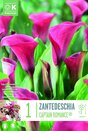 Zantedeschia Captain Romance