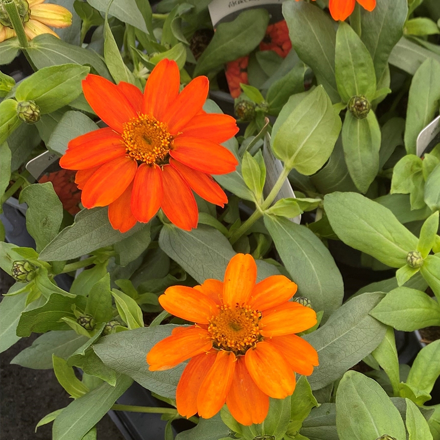 Zinnia Zahara Fire 1 Litre Pot Knights Garden Centres