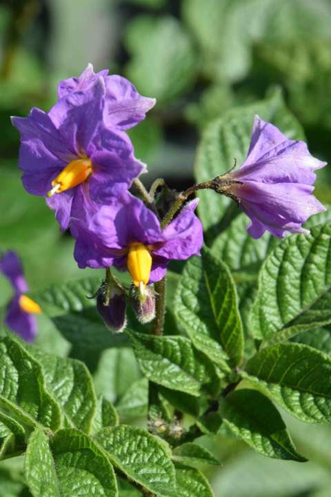 Potato flowers can be attractive and are usually a sign that you can investigate to see if your crop is ready