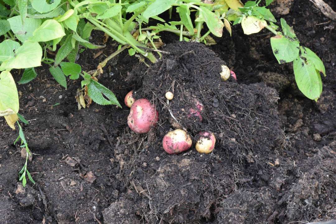 The joy of discovering a tasty crop of spuds