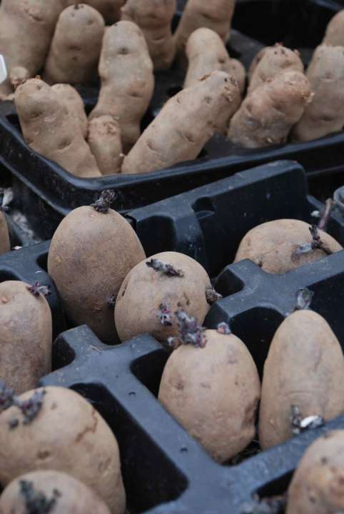 You need to ‘chit’ your seed potatoes before planting