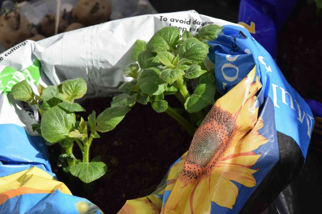 Shoots of potatoes growing in old compost bags