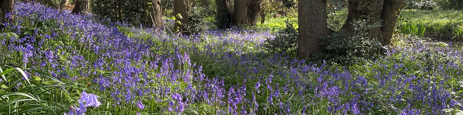 Bluebells in the Woodland