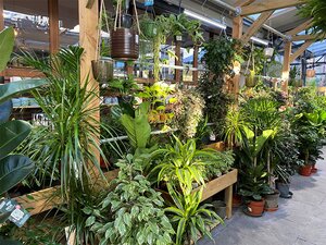 Houseplant Sales Assistant