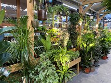 Houseplant Sales Assistant