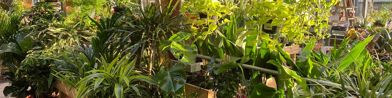 Breathe life into your home