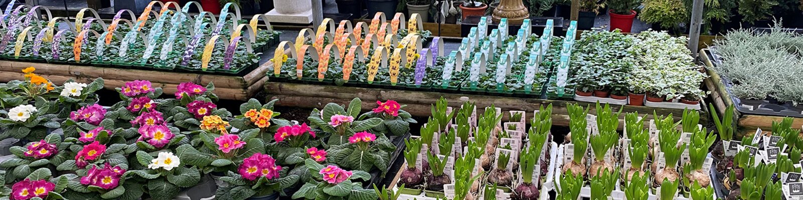 Plant a Colourful Garden