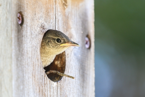 Choosing the right nest box for your garden birds - Knights Garden Centres