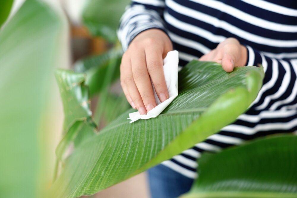 How To Clean Your Houseplants Knights Garden Centres