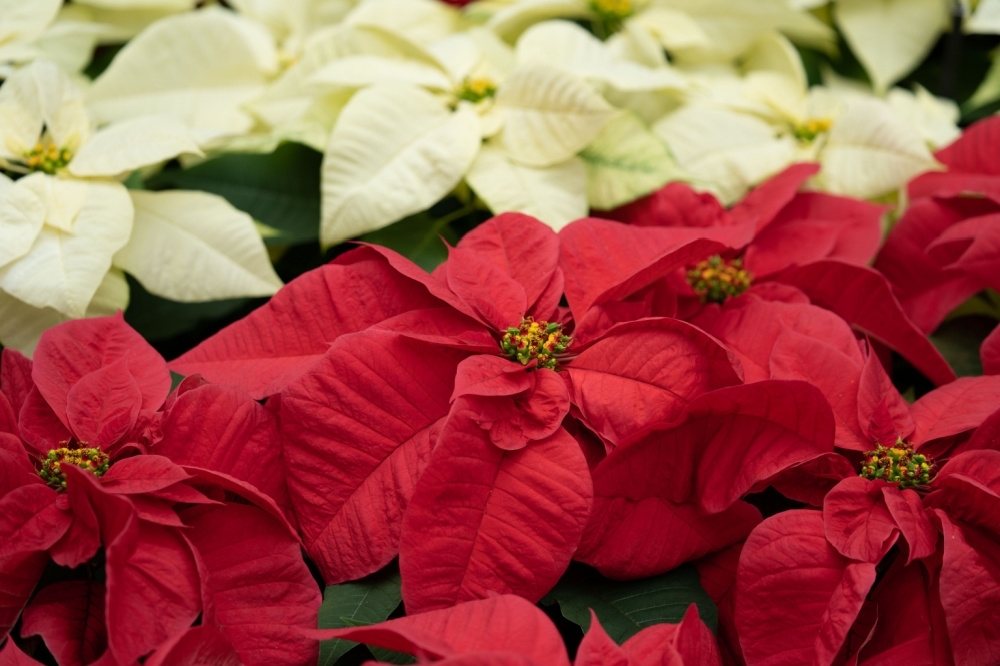 how-to-keep-your-poinsettia-looking-good-for-christmas-knights-garden