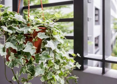 Plant of the Week: Ivy