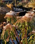 Garden plants