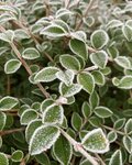 Garden plants