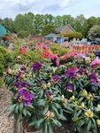 Garden plants