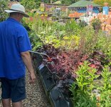 Garden plants