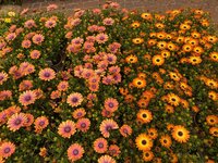 Garden plants