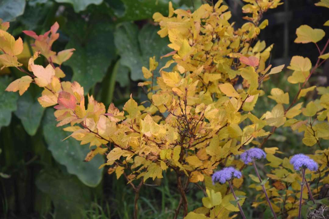 ‘Dart’s Gold’ in autumn