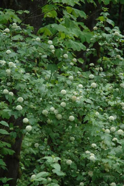 Physocarpus growing in the wild in Oregon