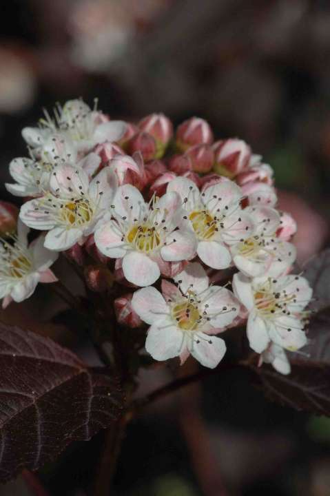 ‘Diabolo’ flowers