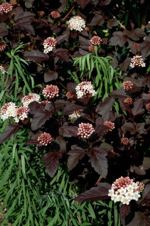 Everyday shrubs: Physocarpus