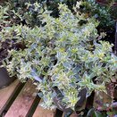 Abelia x grandiflora Sparkling Silver